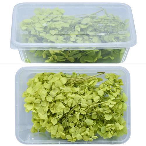 Gift To Love | Dried Flower Box 10Gsm Green | Code : YW10GM-GN