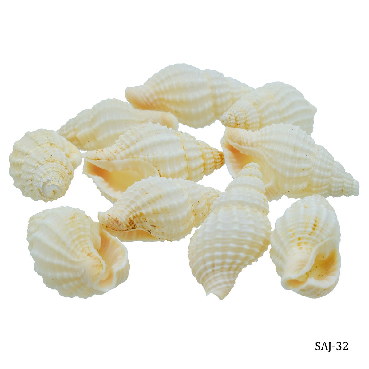 Shells Accessories