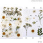Gift To Love | Dry Flower Sheet | Code : DF1283