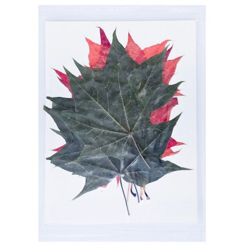 Gift To Love | Dried Flower Press | Code : DFPN06