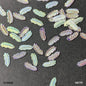 Gift To Love | Leaf Sequins | Size : Ss | Pcs : 10 Gm | Code : QS77D