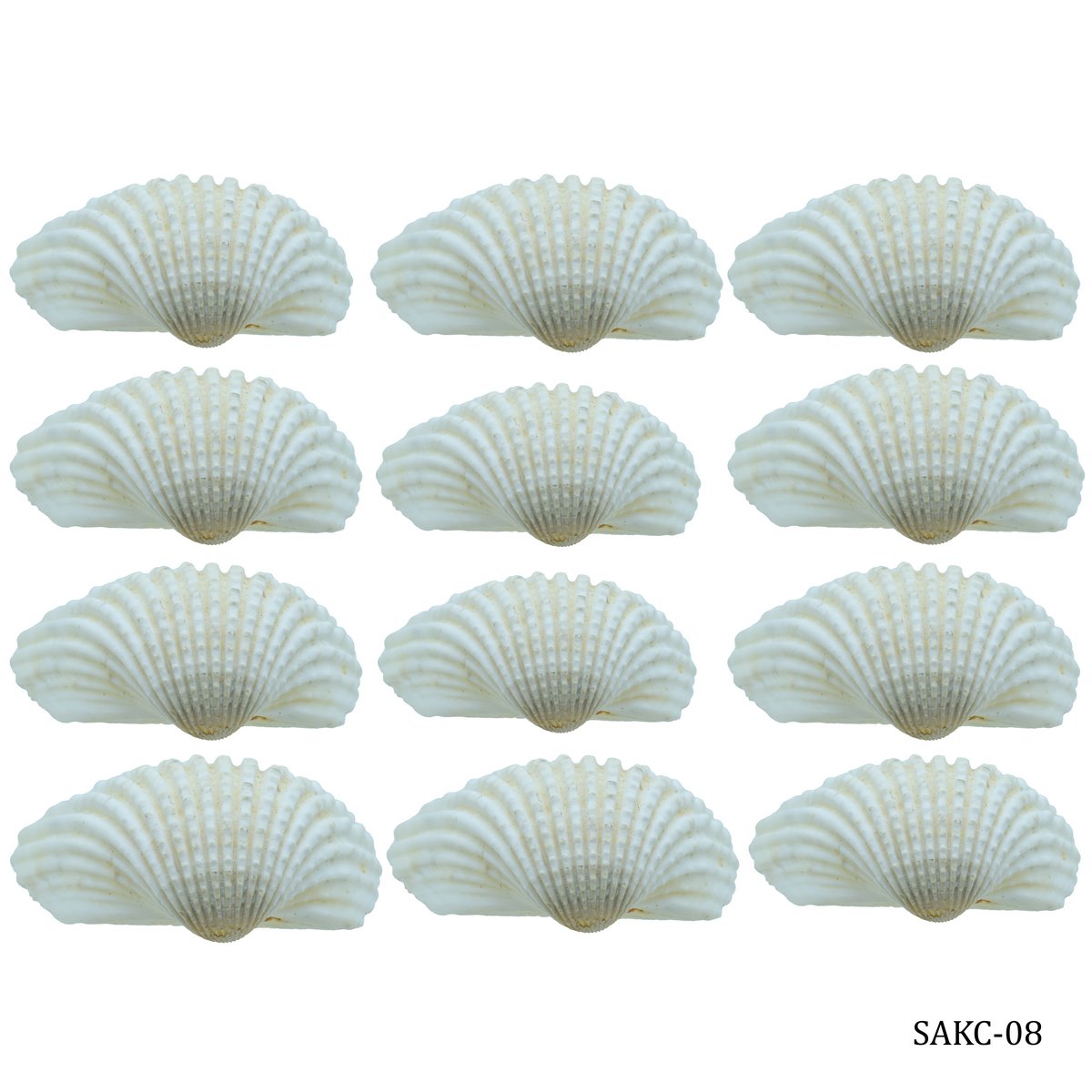 Gift To Love | Shells Kakinada Chippi | Size : 100 Gm | Code : SAKC-08