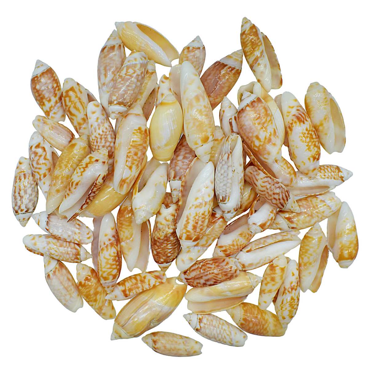 Gift To Love | Shells Red Kovanji Small | Size : 100 Gm | Code : SARK-11